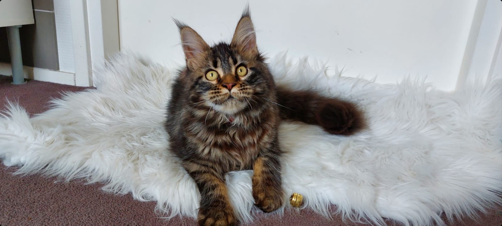 Кошачьи правила (краткое пособие по этикету для кошек)