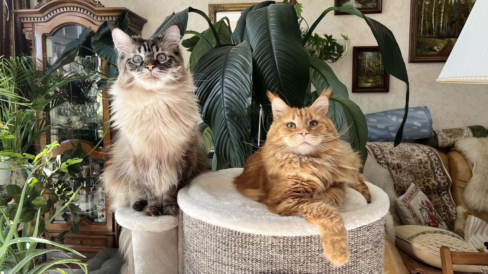 РАЦИОН МЕЙН КУНА