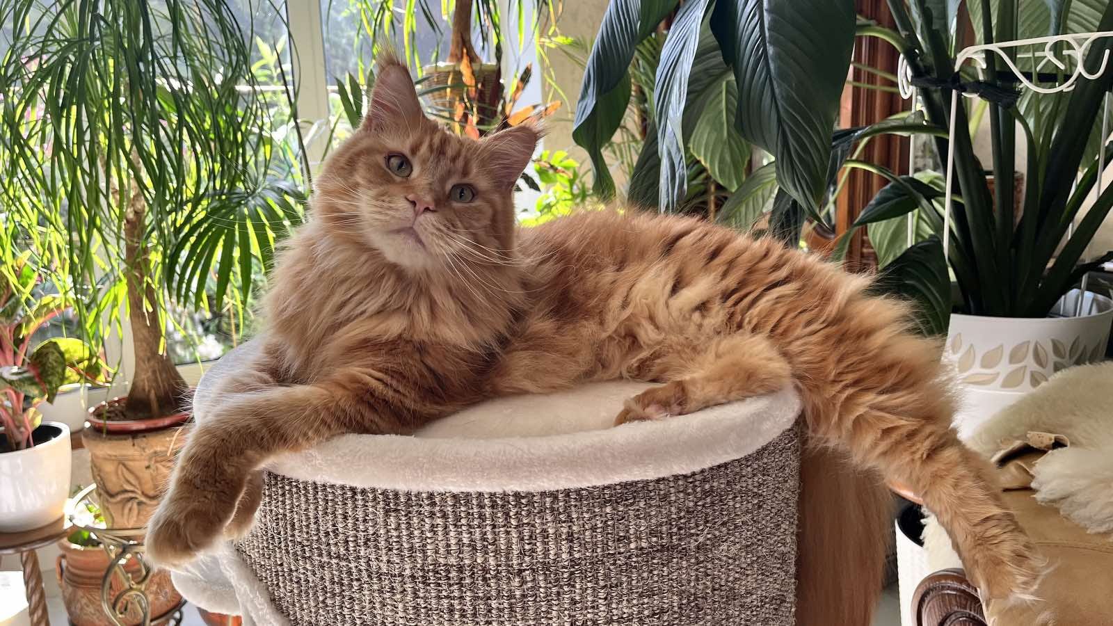 10 ЗОЛОТЫХ ПРАВИЛ ВОСПИТАНИЯ КОШКИ