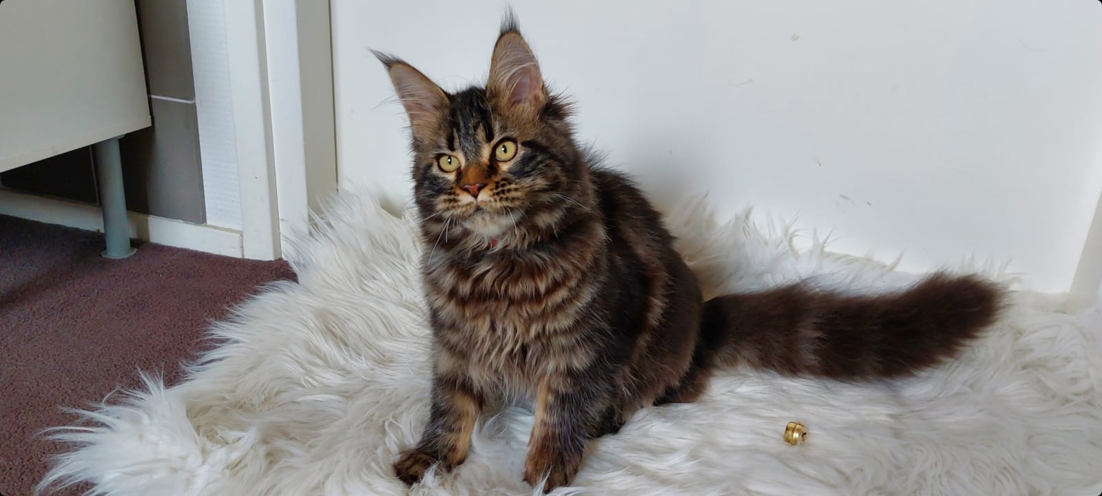 Кормление кошек и котят